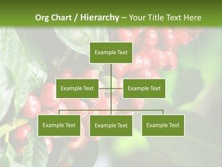 A Bunch Of Red Berries Growing On A Tree PowerPoint Template