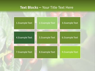 A Bunch Of Red Berries Growing On A Tree PowerPoint Template