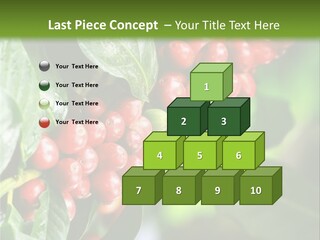 A Bunch Of Red Berries Growing On A Tree PowerPoint Template