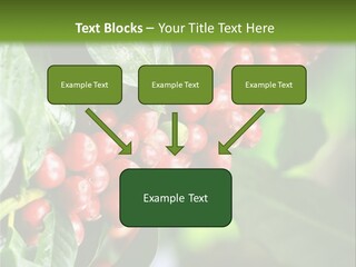 A Bunch Of Red Berries Growing On A Tree PowerPoint Template