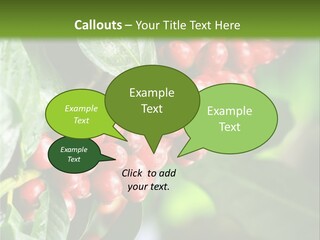 A Bunch Of Red Berries Growing On A Tree PowerPoint Template