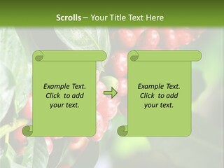 A Bunch Of Red Berries Growing On A Tree PowerPoint Template