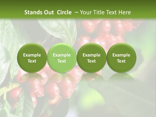 A Bunch Of Red Berries Growing On A Tree PowerPoint Template