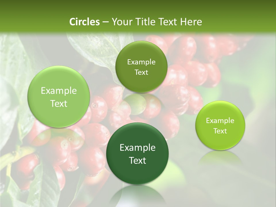 A Bunch Of Red Berries Growing On A Tree PowerPoint Template