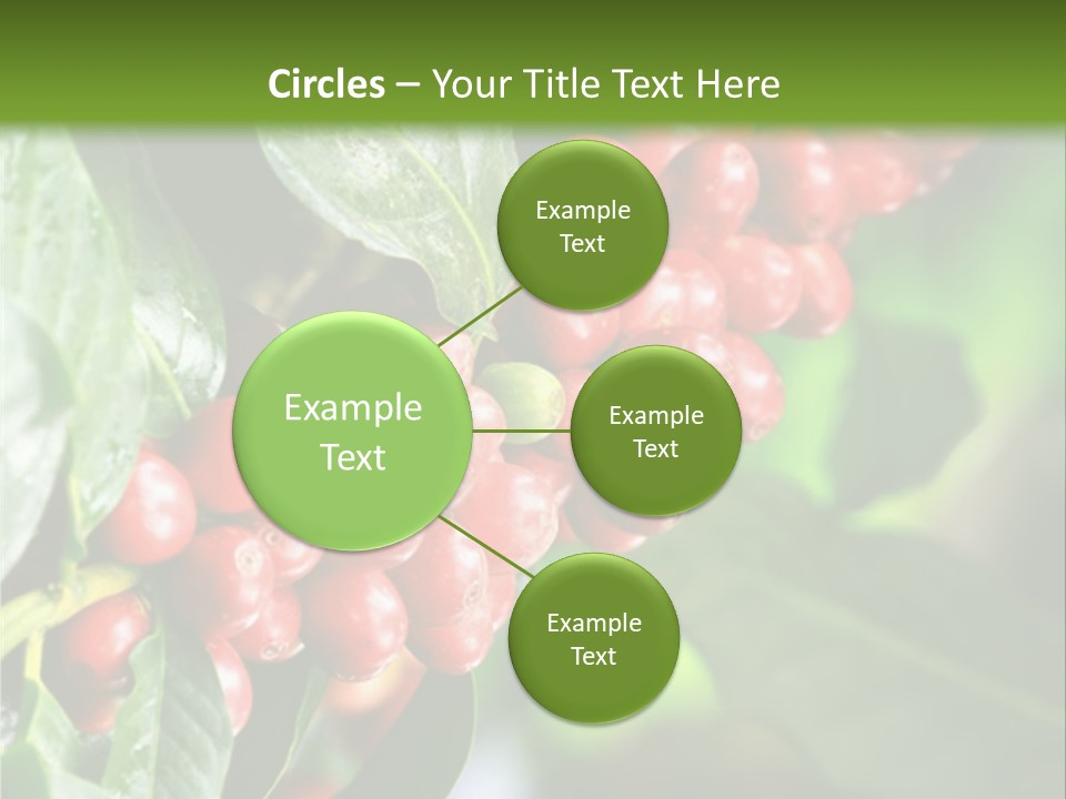 A Bunch Of Red Berries Growing On A Tree PowerPoint Template