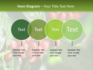 A Bunch Of Red Berries Growing On A Tree PowerPoint Template