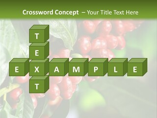 A Bunch Of Red Berries Growing On A Tree PowerPoint Template
