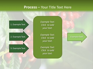 A Bunch Of Red Berries Growing On A Tree PowerPoint Template