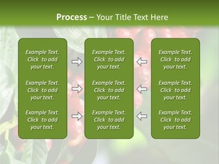 A Bunch Of Red Berries Growing On A Tree PowerPoint Template