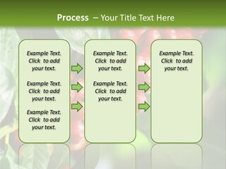 A Bunch Of Red Berries Growing On A Tree PowerPoint Template