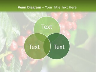 A Bunch Of Red Berries Growing On A Tree PowerPoint Template