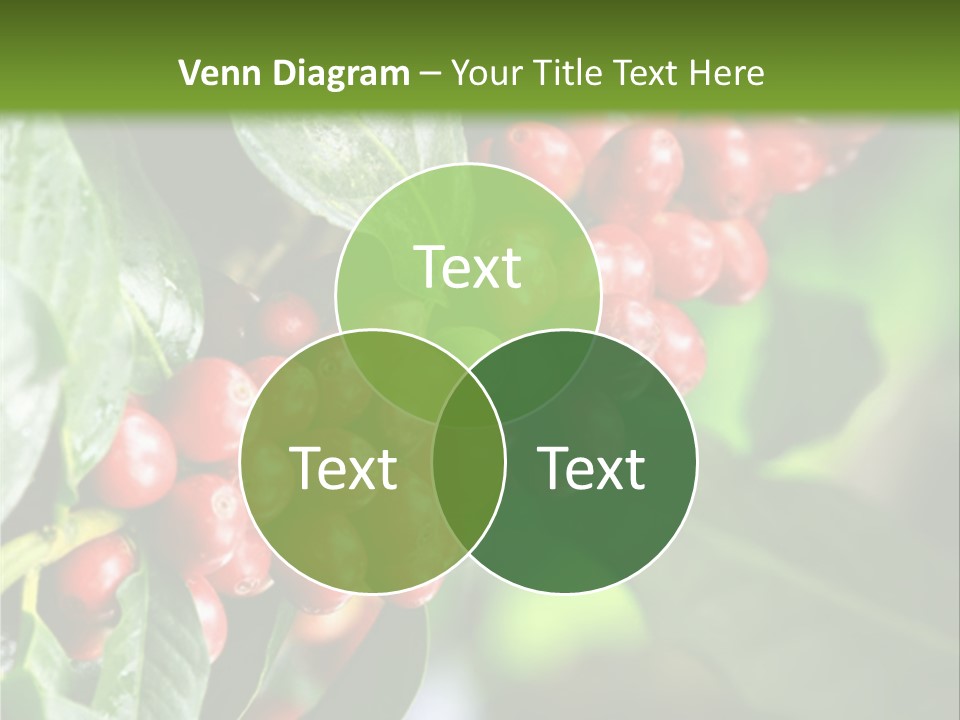 A Bunch Of Red Berries Growing On A Tree PowerPoint Template