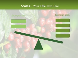A Bunch Of Red Berries Growing On A Tree PowerPoint Template