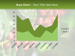 A Bunch Of Red Berries Growing On A Tree PowerPoint Template