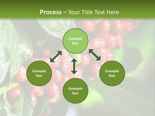 A Bunch Of Red Berries Growing On A Tree PowerPoint Template