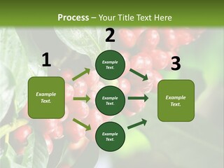 A Bunch Of Red Berries Growing On A Tree PowerPoint Template