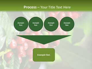 A Bunch Of Red Berries Growing On A Tree PowerPoint Template