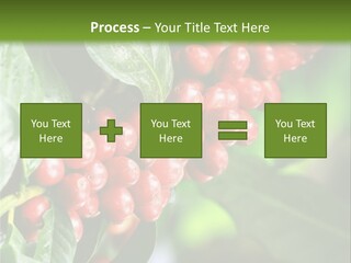 A Bunch Of Red Berries Growing On A Tree PowerPoint Template