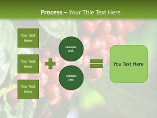 A Bunch Of Red Berries Growing On A Tree PowerPoint Template