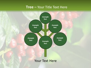 A Bunch Of Red Berries Growing On A Tree PowerPoint Template
