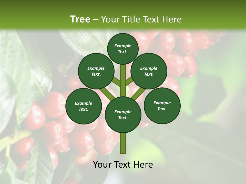 A Bunch Of Red Berries Growing On A Tree PowerPoint Template