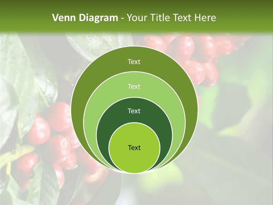 A Bunch Of Red Berries Growing On A Tree PowerPoint Template