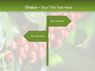 A Bunch Of Red Berries Growing On A Tree PowerPoint Template