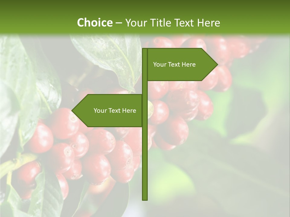 A Bunch Of Red Berries Growing On A Tree PowerPoint Template