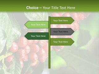A Bunch Of Red Berries Growing On A Tree PowerPoint Template