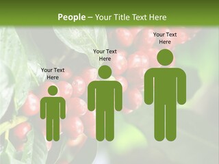 A Bunch Of Red Berries Growing On A Tree PowerPoint Template