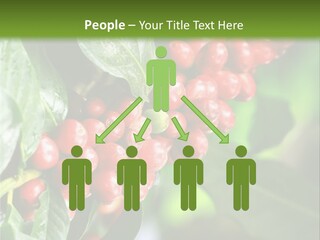 A Bunch Of Red Berries Growing On A Tree PowerPoint Template