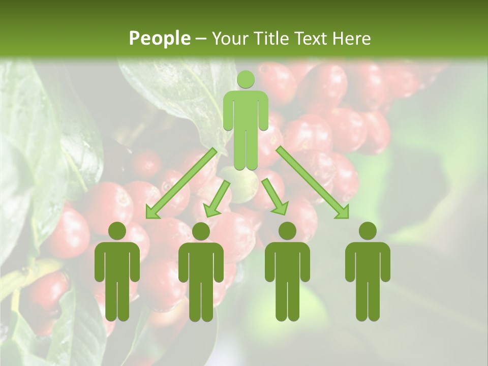 A Bunch Of Red Berries Growing On A Tree PowerPoint Template