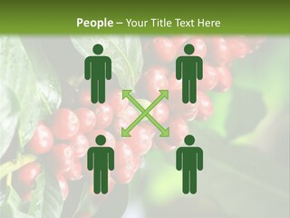 A Bunch Of Red Berries Growing On A Tree PowerPoint Template