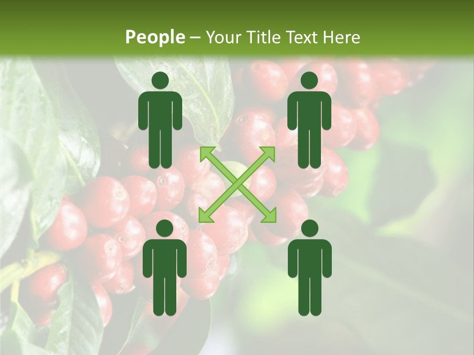 A Bunch Of Red Berries Growing On A Tree PowerPoint Template