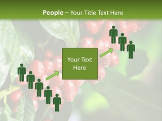 A Bunch Of Red Berries Growing On A Tree PowerPoint Template