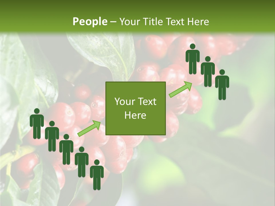 A Bunch Of Red Berries Growing On A Tree PowerPoint Template