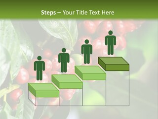 A Bunch Of Red Berries Growing On A Tree PowerPoint Template