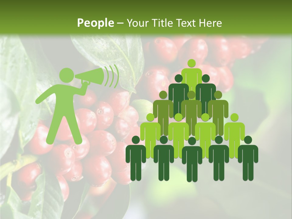 A Bunch Of Red Berries Growing On A Tree PowerPoint Template