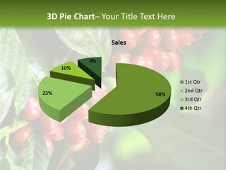 A Bunch Of Red Berries Growing On A Tree PowerPoint Template