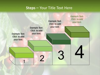 A Bunch Of Red Berries Growing On A Tree PowerPoint Template