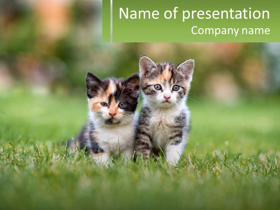 Two Small Kittens Are Sitting In The Grass PowerPoint Template