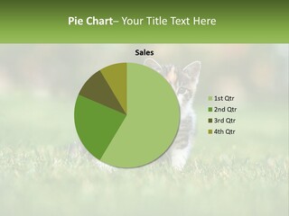 Two Small Kittens Are Sitting In The Grass PowerPoint Template