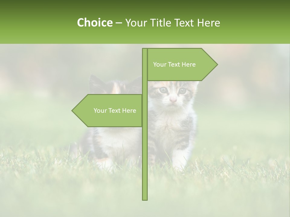 Two Small Kittens Are Sitting In The Grass PowerPoint Template