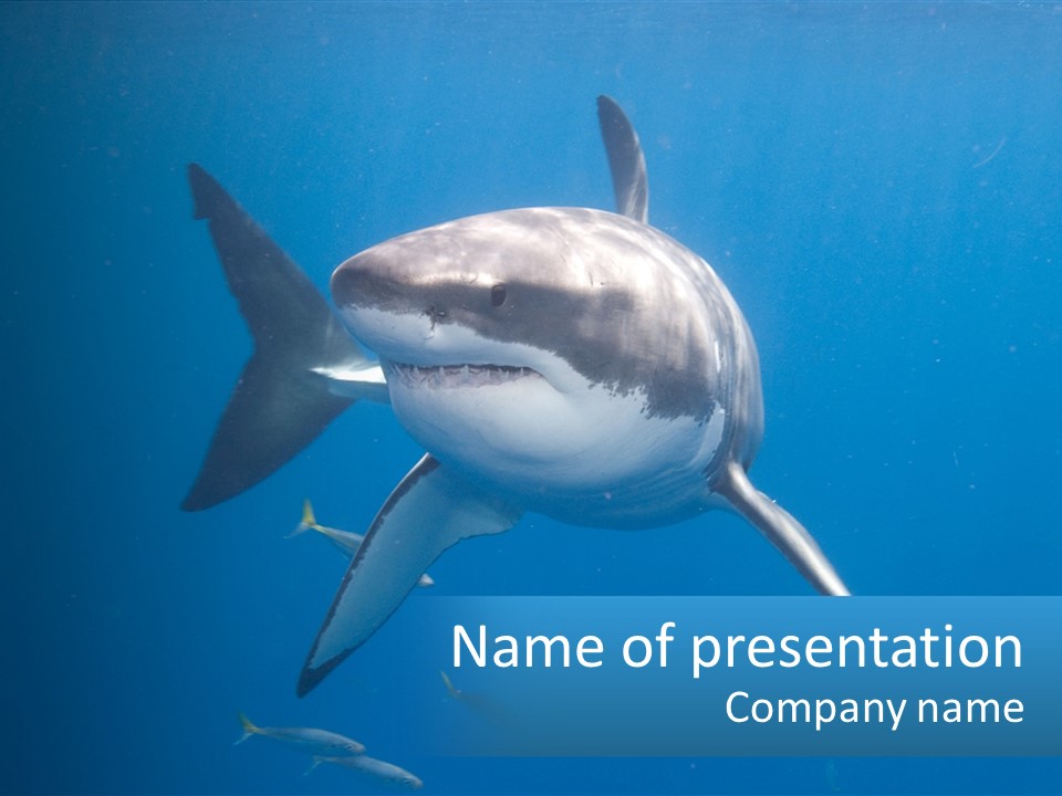 A Great White Shark Swimming In The Ocean PowerPoint Template