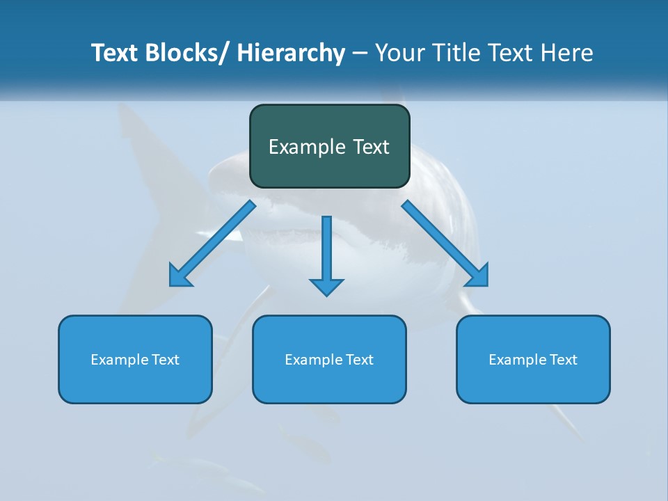 A Great White Shark Swimming In The Ocean PowerPoint Template