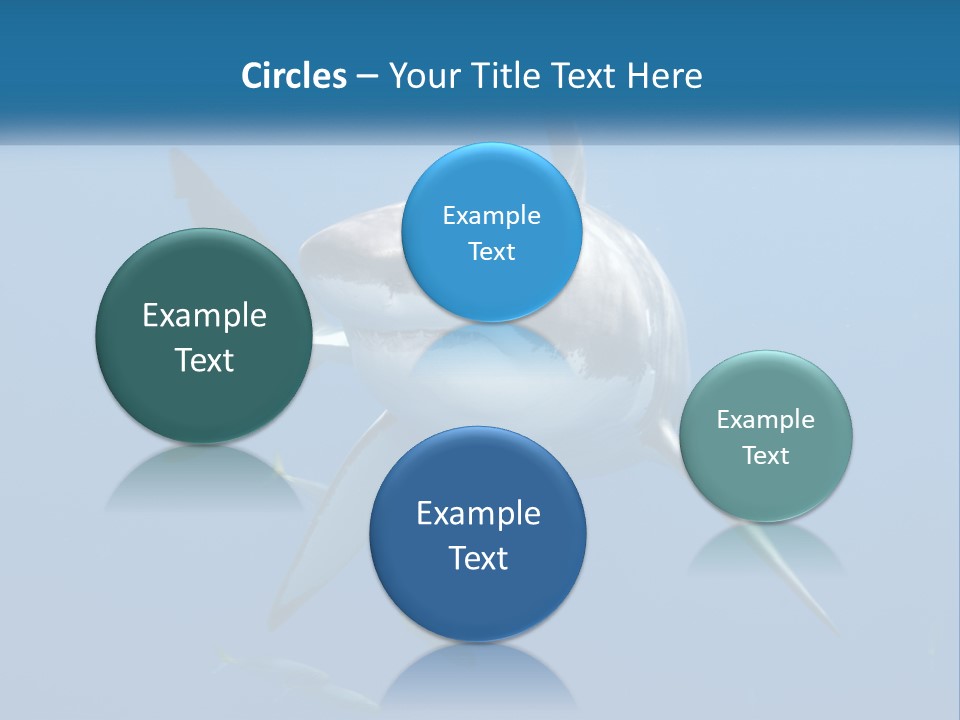 A Great White Shark Swimming In The Ocean PowerPoint Template