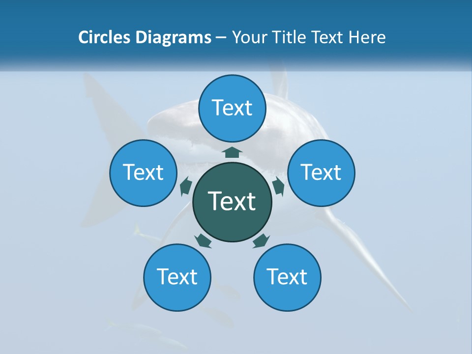 A Great White Shark Swimming In The Ocean PowerPoint Template