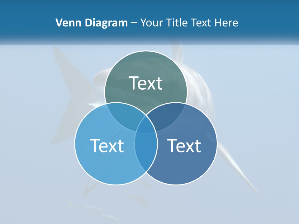 A Great White Shark Swimming In The Ocean PowerPoint Template