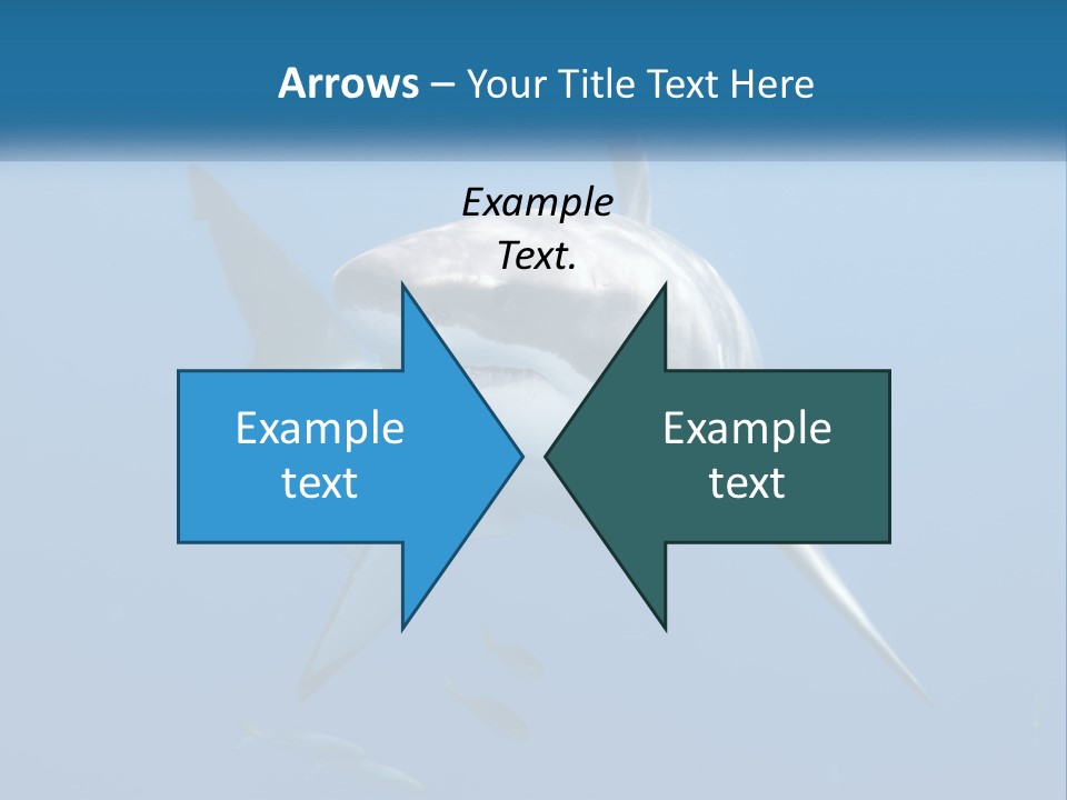 A Great White Shark Swimming In The Ocean PowerPoint Template