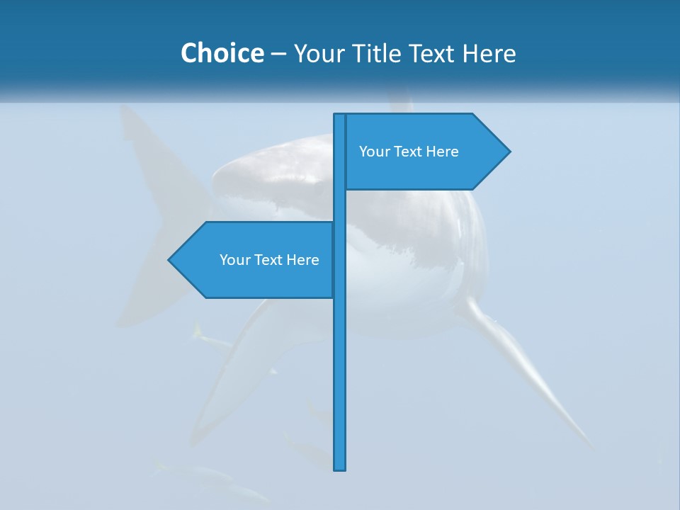 A Great White Shark Swimming In The Ocean PowerPoint Template